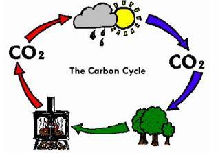 the wood burning carbon cycle