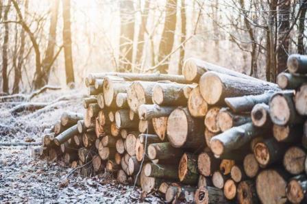 seasoning logs for firewood